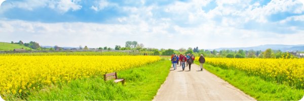 A group of walkers walling on a path between two fields full of yellow flowers under a blue sky with fluffy white clouds.