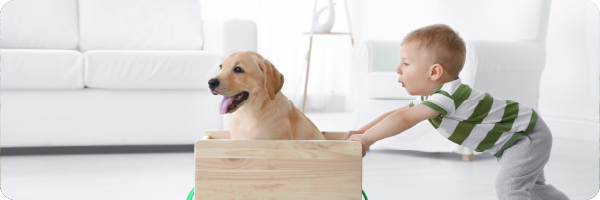 A young boy pushing a dog in a box on wheels pets may be good for the gut microbiome.