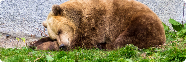 A bear sleeping to illustrate that good quality sleep supports gut health.