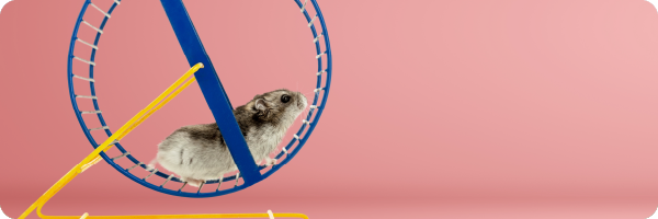 A hamster running on a wheel to illustrate exercise which is good for improving your gut health.