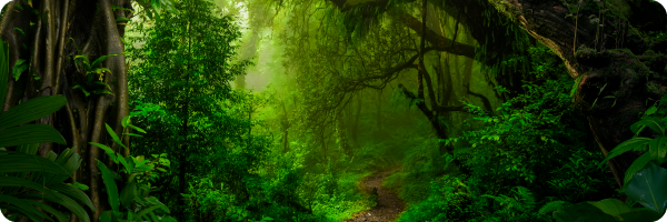 gut microbiome is like a rainforest