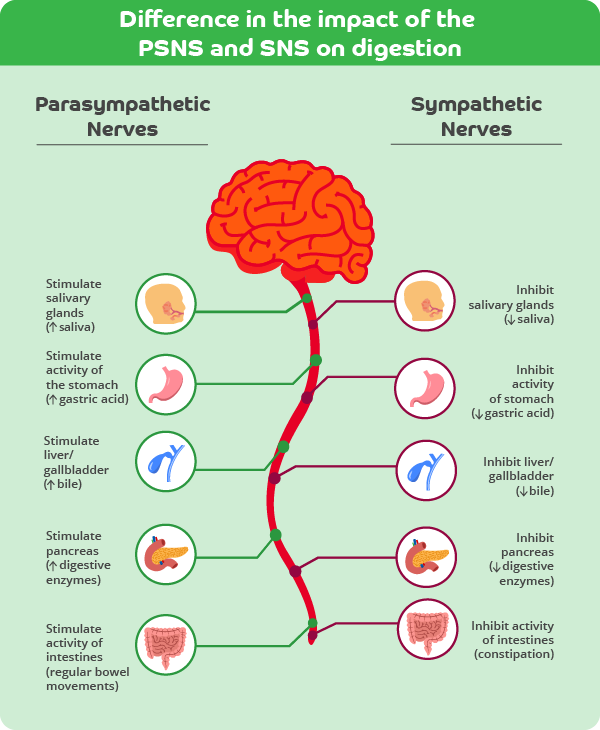 An infographic describing the difference in the impact of the parasympathetic nervous system and the sympathetic nervous system on digestion.