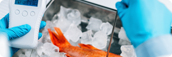 A person blue wearing latex gloves measuring the chemicals and heavy metals inside an orange fish lying in a tray on ice. Heavy metals like mercury can build up in fishes' bodies and affect the gut microbiome. 