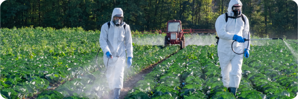 Pesticides being sprayed on agricultural plants by two people in personal protective equipment and masks with a tractor in the background. Pesticides can affect the gut microbiome. 
