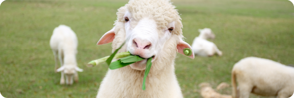 A sheep chewing grass.