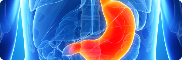 The stomach, part of the digestive system, within the human body.