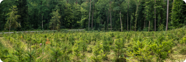 A rain forest partially growing back with trees being restored to represent the fact that caesarean babies' gut microbiomes may be able to be restored. 