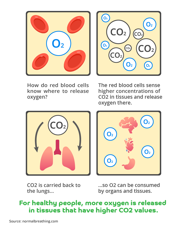 An illustration in a comic book style explaining what happens when we over-breathe and how red blood cells know where to release oxygen.