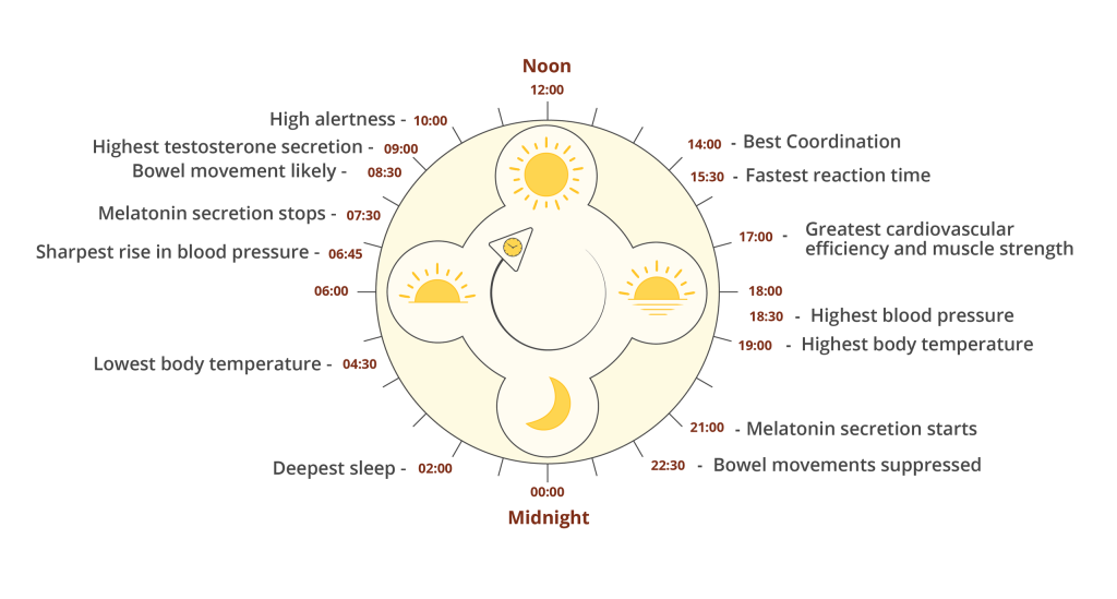 A circle with timings of the 24 hour day labeled on the outside next to bodily functions that happen at that particular time of day. Icons of a sun, moon, sun rise and sunset st in the middle of the circle.