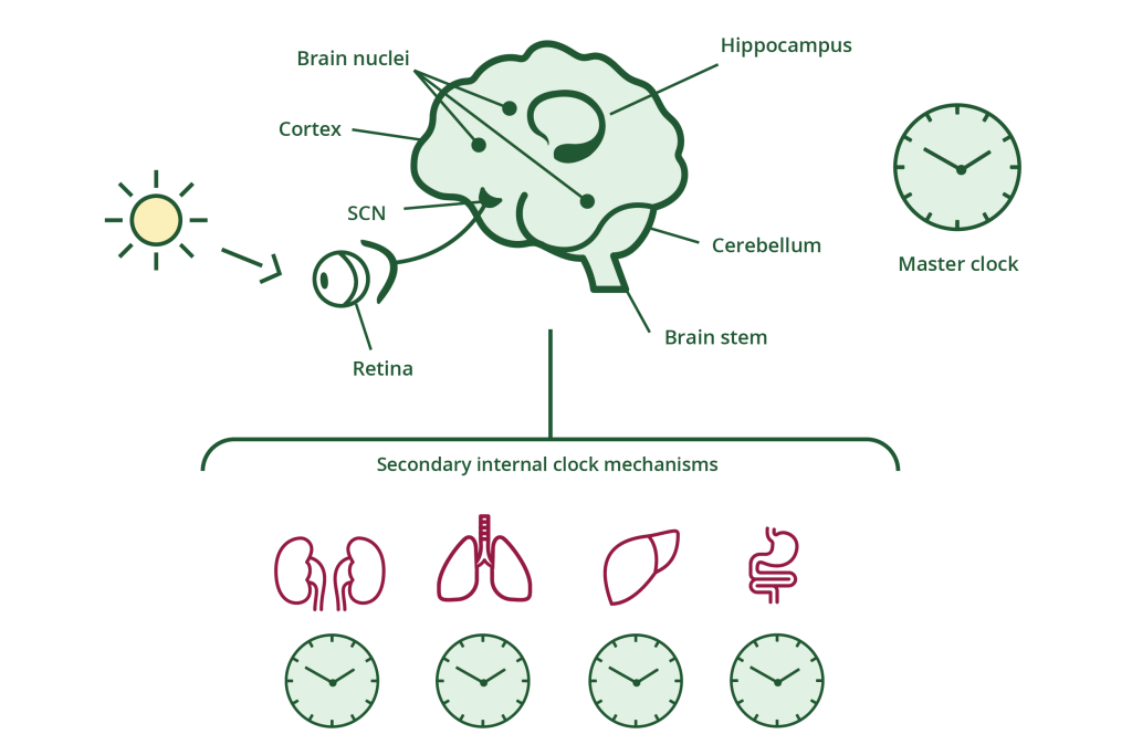 A diagram showing the master clock (SCN) or body clock within the human brain with a sun icon with an arrow pointing at an eye icon to show how natural light represents the body's clocks. At the bottom different icons of organs are shown to represent the body's secondary internal clock mechanisms.