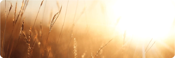 Enjoying morning light outside can be a good sleep tip. Image shows sunlight shining on grass. 