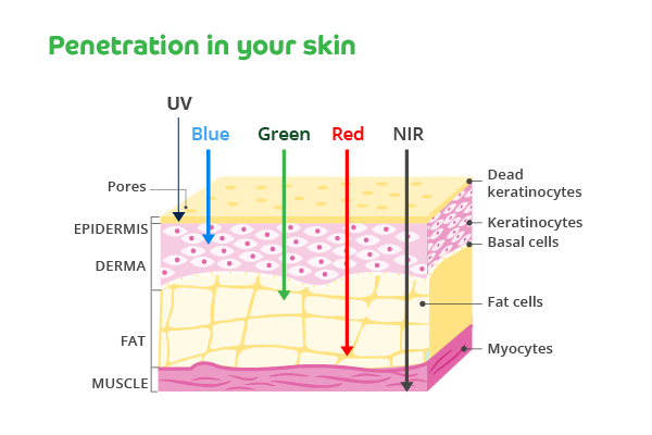 A diagram showing how different coloured natural light penetrates the human skin. Different layers of the human skin re shown including the pores on the top surface of the diagram, the epidermis, derma, fat and muscles at the bottom. Dead keratinocytes are labelled at the top surface of the diagram. Keratinocytes are labelled i the derma layer of the diagram. Basal cells are labelled in the line between the Derma and the fat layer. Fat cells are labelled in the fat layer and myocytes are labelled in the muscle layer. A black arrow labelled 'UV' points down to the top of the epidermis layer. A blue arrow labelled 'Blue' points down to the area between the epidermis and derma layer. A green arrow labelled 'Green' points downwards to the top of the fat cells layer. A red arrow labelled 'Red' points towards the bottom of the fat cells layer. A black arrow labelled 'NIR' points to the bottom of the muscle layer. 