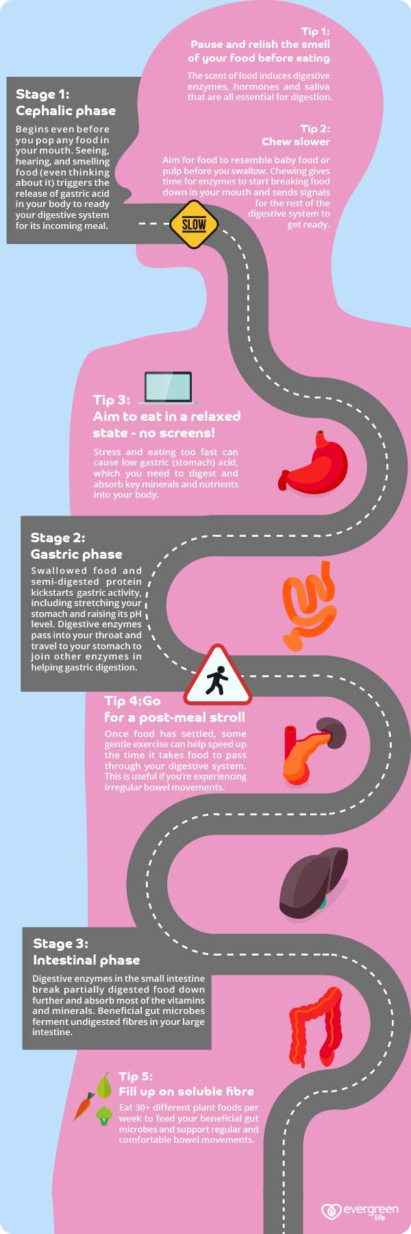 An infographic y Evergreen Life with how to improve your digestion tips and an outline of the different stages of digestion - stage 1 cephalic phrase, stage 2 gastric phase and stage 3 intestinal phase/ 