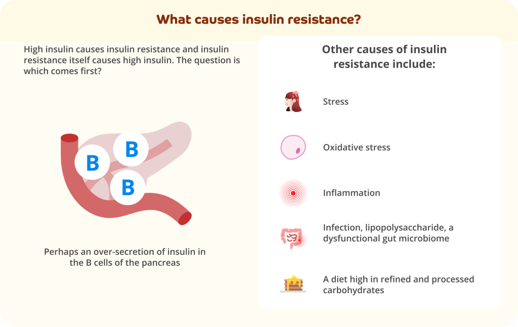 A pale yellow infographic with dark brown text at the top that reads: What causes insulin resistance? 

Grey text on the left-hand side says: High insulin causes insulin resistance and insulin resistance itself causes high insulin. The question is which comes first? Below is an icon of the pancreas with 3 white circles with a blue letter B inside each. 

Grey text below says: Perhaps an over-secretion of insulin in the B cells of the pancreas.

On the right-hand side of the infographic is a white text box. Inside it is a sub-heading in grey text that reads: Other causes of insulin resistance include: Stress; Oxidative stress; Inflammation; Infection, lipopolysaccharide, a dysfunctional gut microbiome; A diet high in refined and processed carbohydrates.