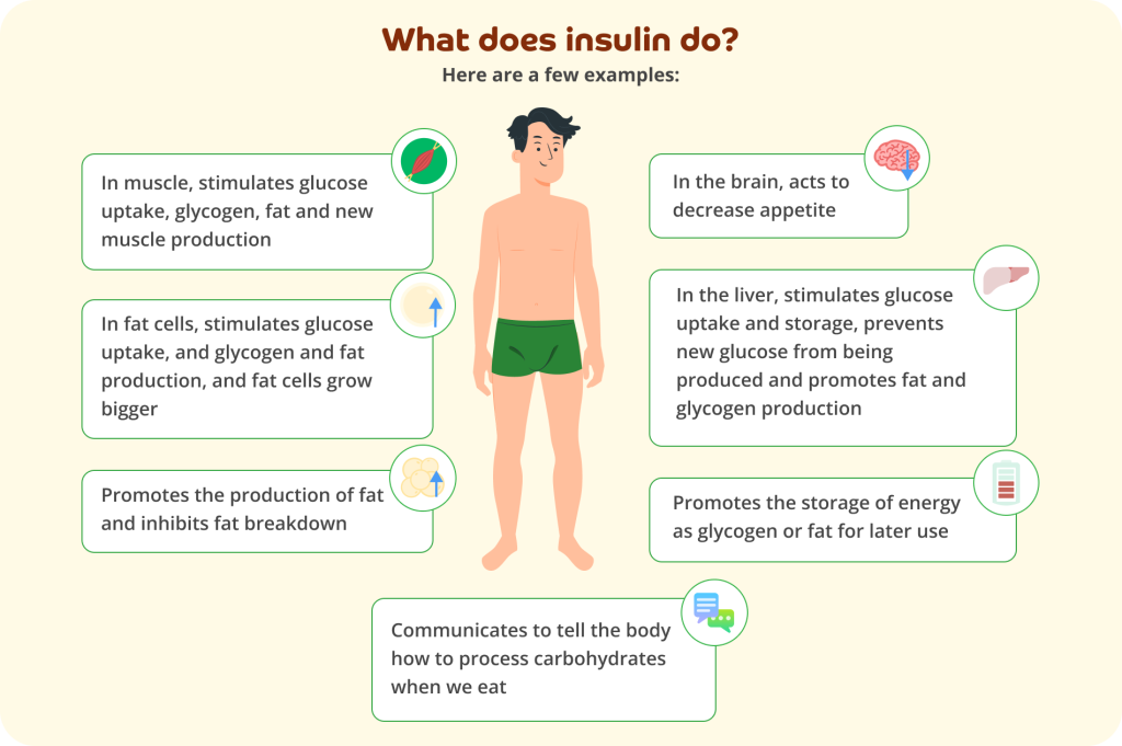 Large dark brown text at the top says: What does insulin do?. Smaller grey text beneath says: Here are a few examples: An illustration of a young smiling Caucasian man with dark hair, wearing green underwear is in the centre. Surrounding him is grey text in white outlined curved boxes. First box says: 'In muscle, stimulates glucose uptake, glycogen, fat and new muscle production' with an icon of a muscle in the box's top right corner. Second box says: 'In fat cells, stimulates glucose uptake, and glycogen and fat production, and fat cells grow bigger' with an icon of a fat cell and a blue upwards arrow in the box's top right corner. Third box says: 'Promotes the production of fat and inhibits fat breakdown' with an icon of lots of fat cells with an upwards blue arrow in the box's top right corner. Fourth box says: 'Communicates to tell the body how to process carbohydrates when we eat' with an icon of two speech bubbles in the box's top right corner. Fifth box says: 'Promotes the storage of energy as glycogen or fat for later use' with an icon of a half full battery in the box's top right corner. Sixth box says: 'In the liver, stimulates glucose uptake and storage, prevents new glucose from being produced and promotes fat and glycogen production, with a liver icon in the box's top right corner. Seventh box says: 'In the brain, acts to decrease appetite' with a brain icon and a downwards blue arrow in the box's top right corner. All on a pale yellow background. 