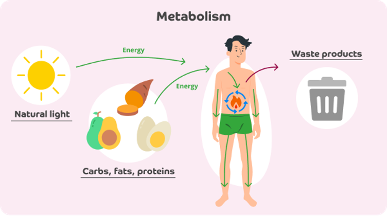 Pale pink infographic with the title Metabolism. On the far left is an icon of the sun with the words Natural light underneath it. Another set of icons is to the right of this, including an avocado, a sweet potato and a boiled egg with the words Carbs, fats and proteins underneath. Green arrows labelled Energy are pointing from the sun and foods towards the right where there is an illustration of a human body. The body has other green arrows pointing downwards through the arms, torso and legs. In the abdomen is an icon of fire with blue arrows circling it. A red arrow points from the human body to the right where there is an icon of a bin and the words Waste products above it. 