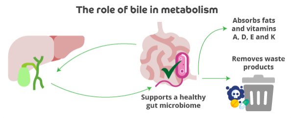 An infographic titled The role of bile in metabolism. An icon of liver is on the far left with a green arrow pointing towards an icon of the gut with bacteria. Words underneath say: Supports a healthy gut microbiome. A green arrow points back to the liver. Green arrows also point to the right where there is a icon of a bin ad the words Removes waste products, ad Absorbs fats ad vitamins A, D, E and K. 
