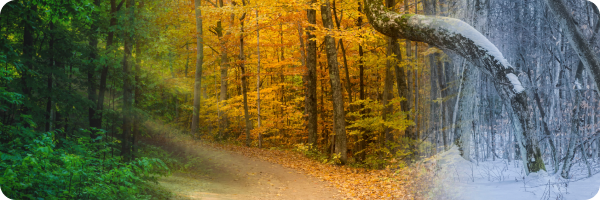 An image showing the four different seasons via the colour of leaves change or lack of leaves on trees to represent that the feelings of nicotine withdrawal and cravings are temporary.